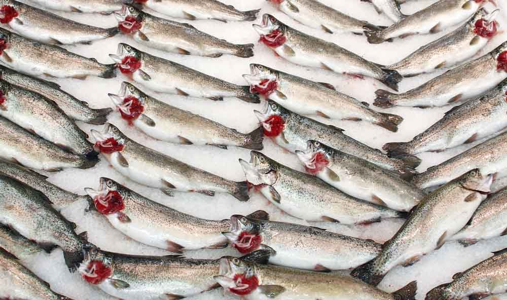 Egeli Balıkçılar Türkiye’nin Su Ürünleri İhracatını Şekillendiriyor